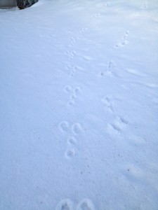 Footprint of the animal