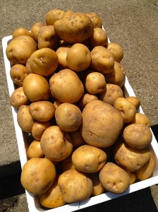 kowakubi potato